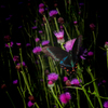 Azure on Pink Dots