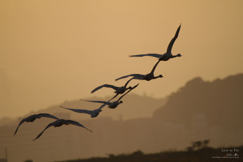 Live to Fly