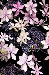 Planet of hydrangea 