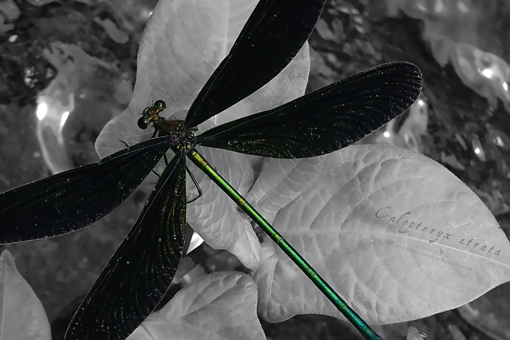 Calopteryx atrata