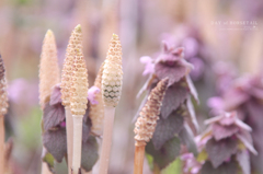 DAY of  HORSETAIL