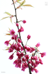寒緋桜