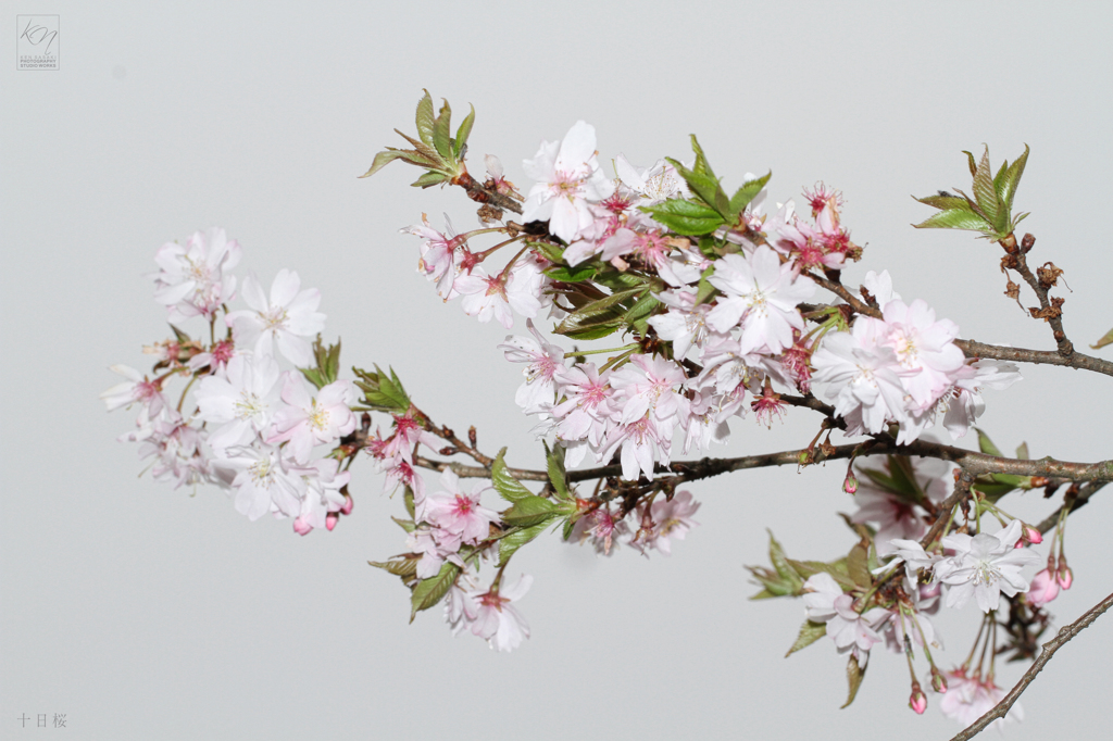十日桜