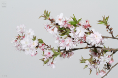 十日桜