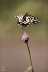 Citrus Swallowtail