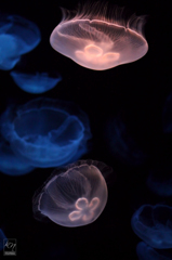 Warm & Cold Jelly