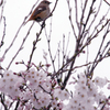 桜の舞台に立ち