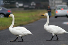 Across the Road