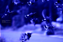 WINGS FARAWAY