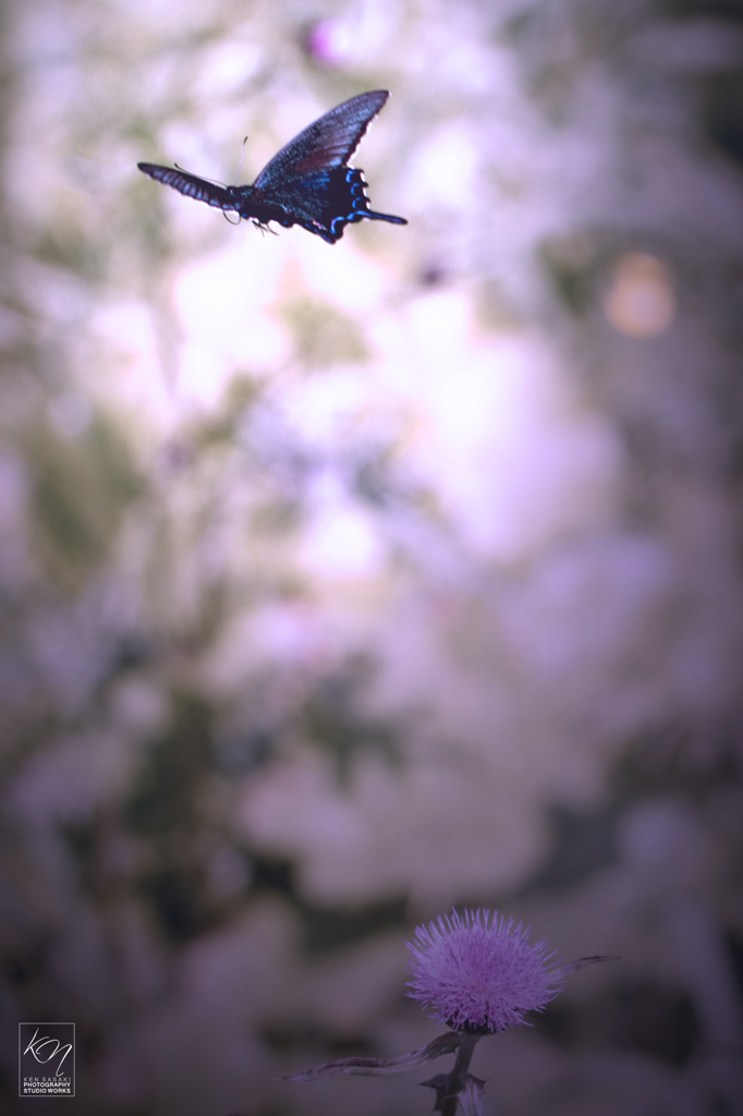 Blue has Gone