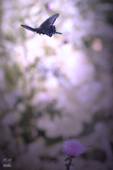 Blue has Gone