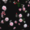 Nothing or Rose
