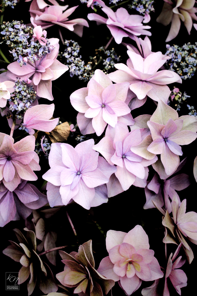 Planet of hydrangea Ⅱ