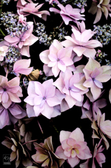 Planet of hydrangea Ⅱ