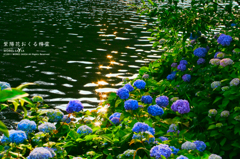 紫陽花おくる精霊