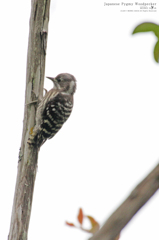 Japanese Pygmy Woodpecker