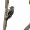 Japanese Pygmy Woodpecker