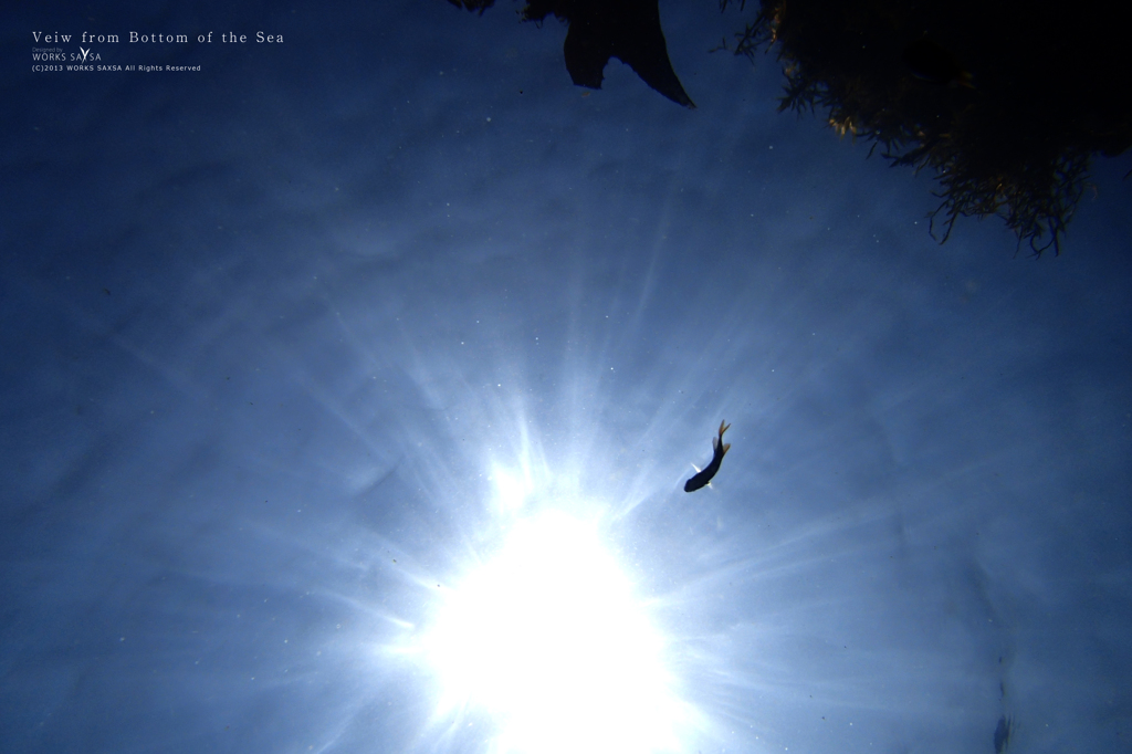 Veiw from Bottom of the Sea
