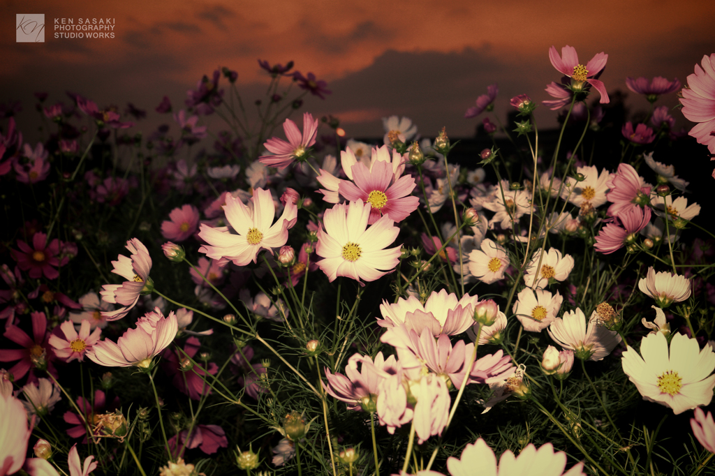 COSMOS DAYS