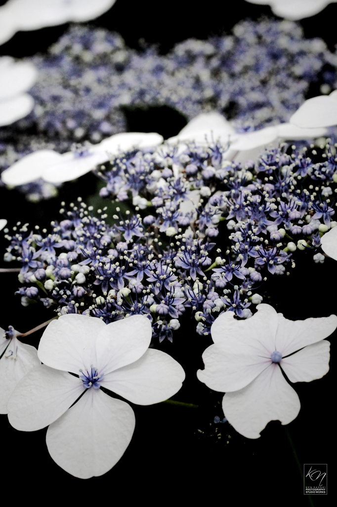 Liver of Hydrangea