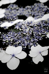 Liver of Hydrangea