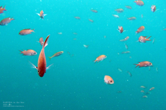 SAKURA in the Sea