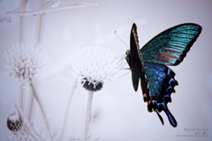 Hurted Beauty