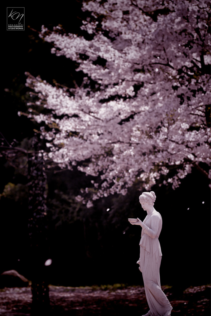 Venus de SAKURA