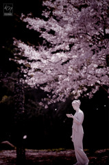 Venus de SAKURA