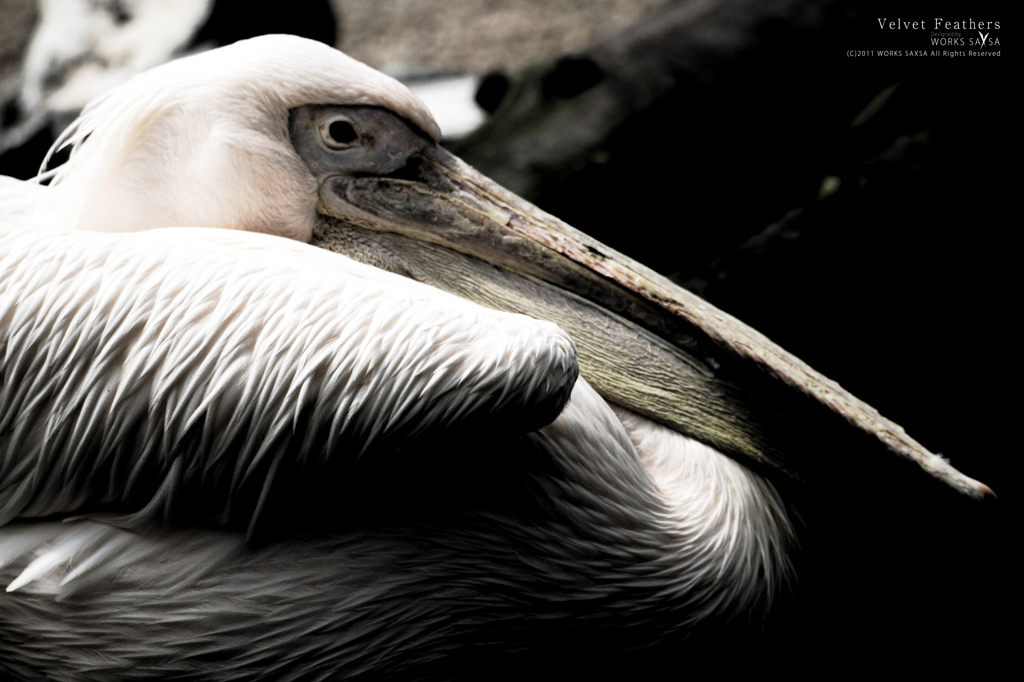 Velvet Feathers