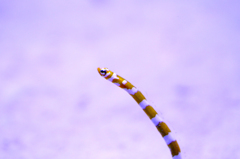 Spotted Garden Eel