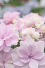 Hydrangea 