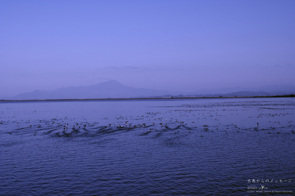 水鳥からのメッセージ