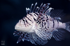 Luna Lionfish