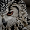 Gaze at You