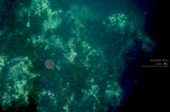 Jellyfish Dots