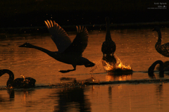 Gold Splash