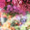 Color of Bokeh