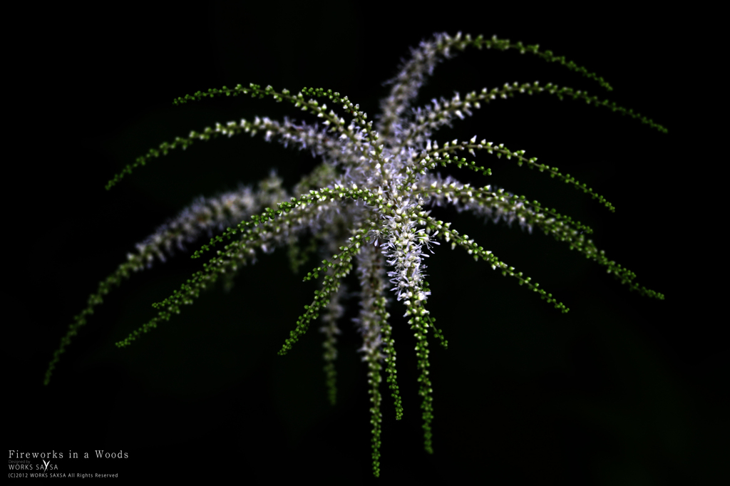Fireworks in a Woods