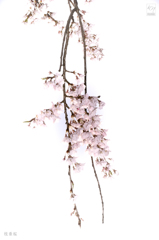 枝垂桜