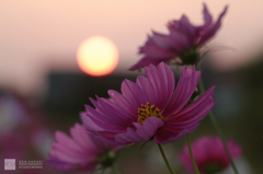 Bloom after Bloom