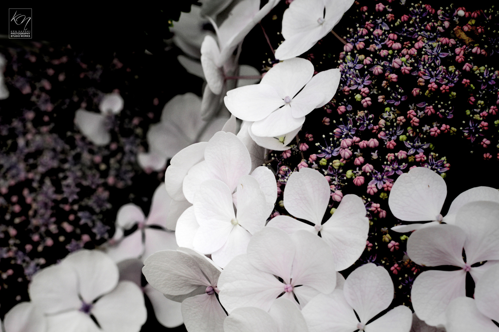Galaxy of Hydrangea