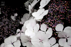 Galaxy of Hydrangea