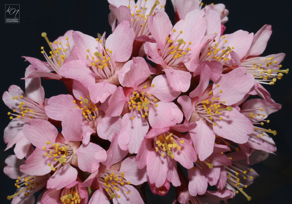 Pink From the Dark