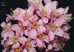 Pink From the Dark
