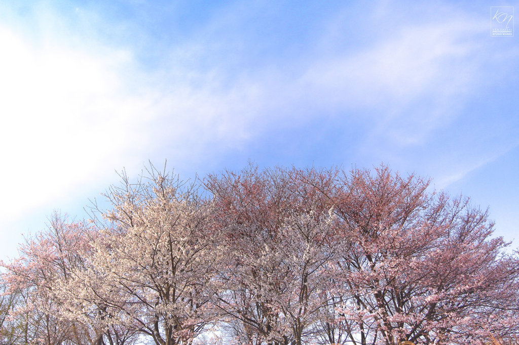 桜雲