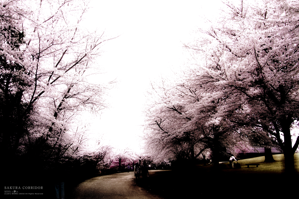 SAKURA CORRIDOR