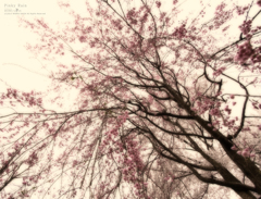 Pinky Rain