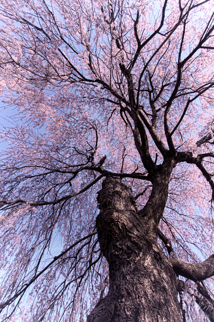 SAKURA Storm