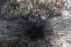 Wild Sea Urchin